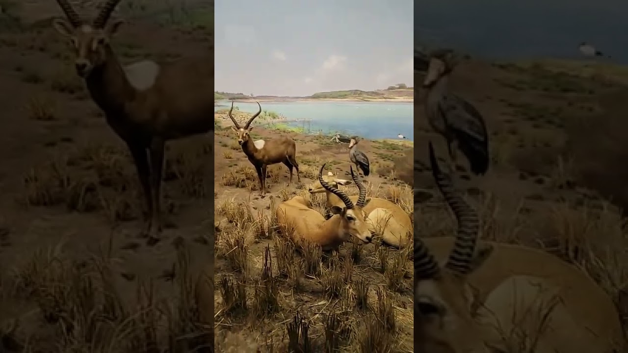 Upper Nile Region
