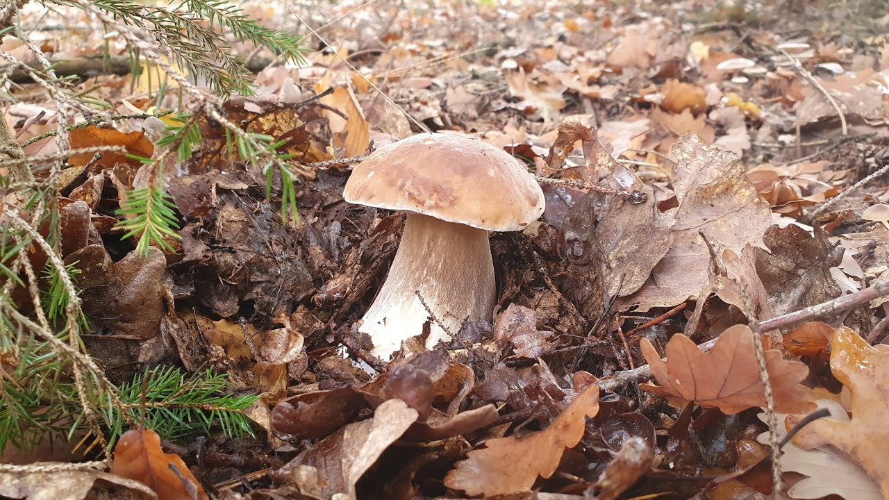Houby 31.10.2020 - GIGA Hřiby smrkové, boletus edulis..😉🍄👍🌳