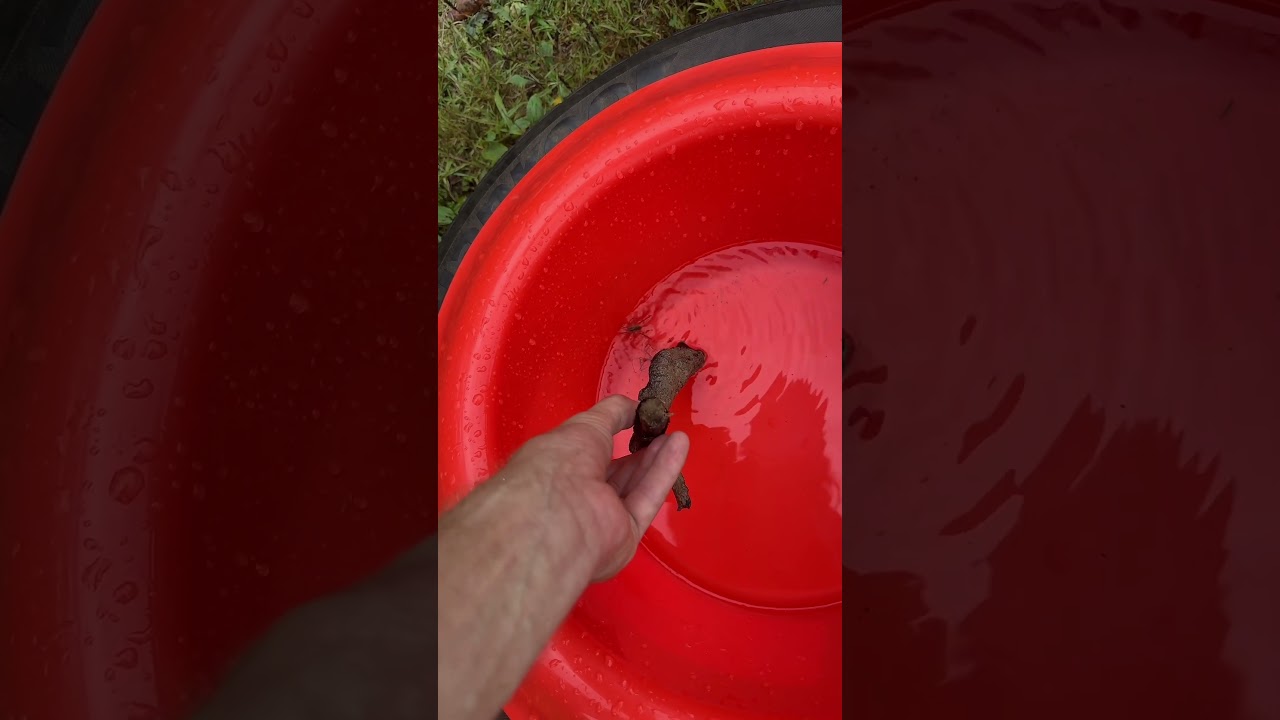 Saving a spider