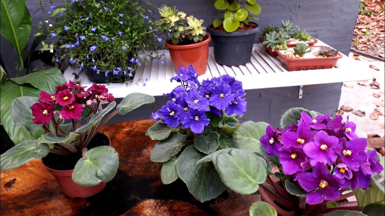 VIOLETAS NUNCA MAIS VOCÊ  VAI PERDER DEPOIS DESSAS DICAS!!!❤