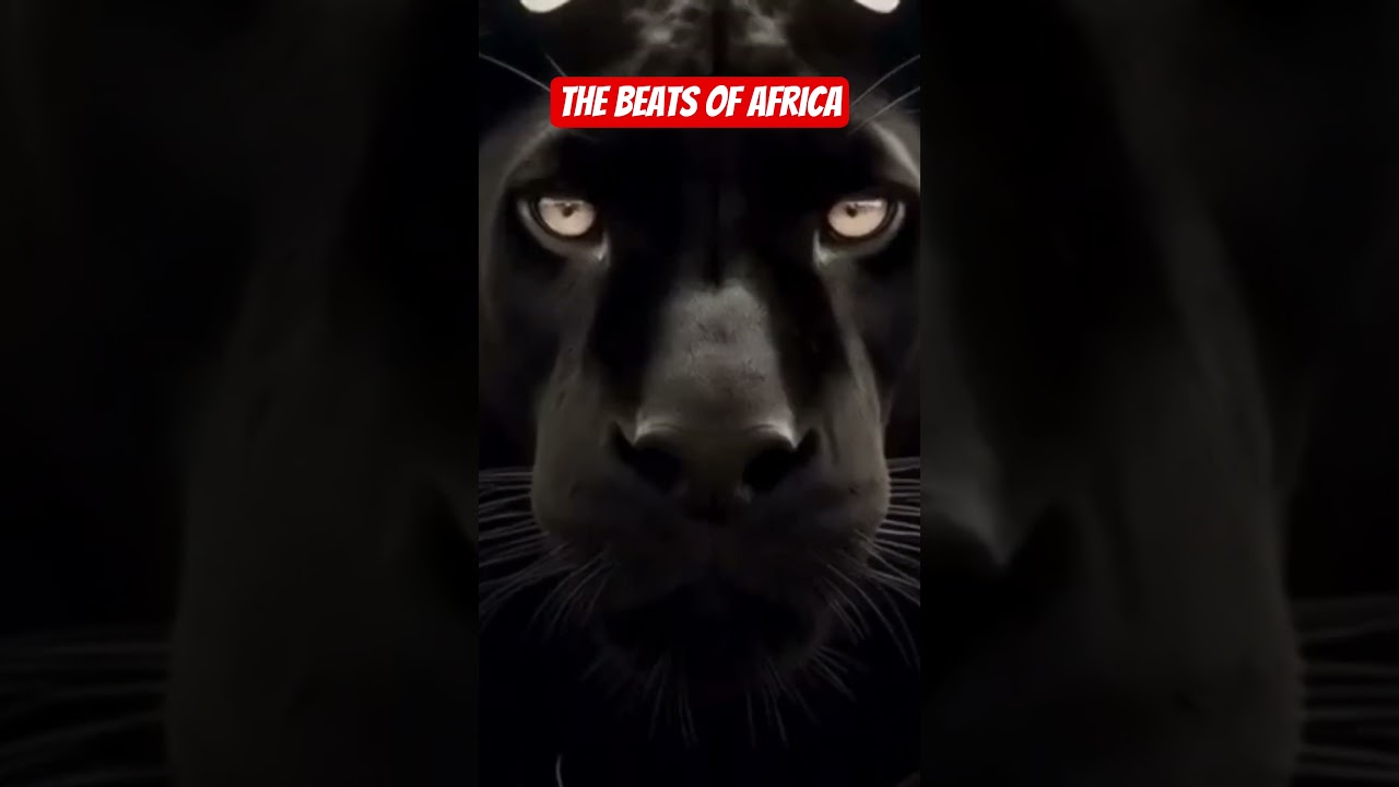 African Love songs 