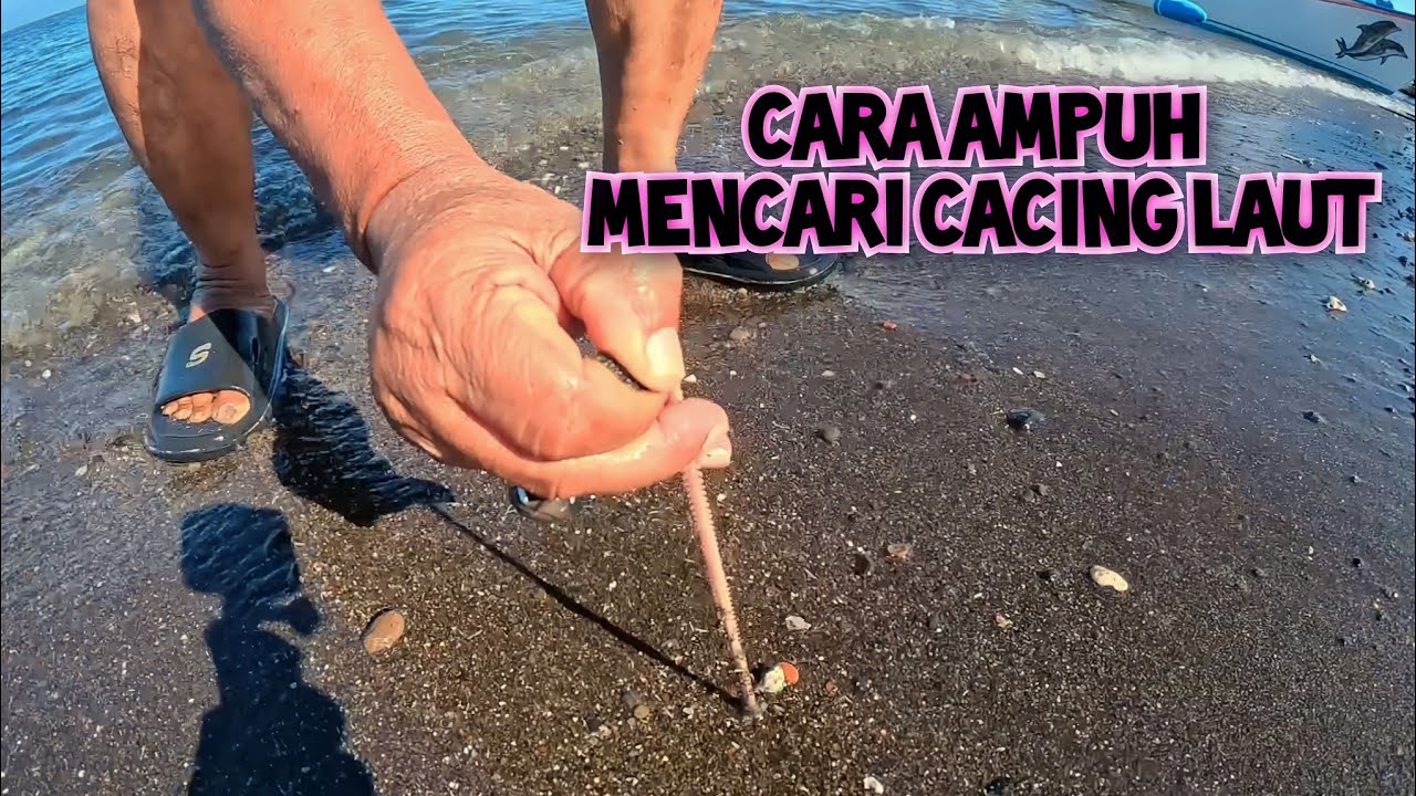 CARA MENCARI CACING LAUT DI PASIR LAUT @cemoothkangler4324