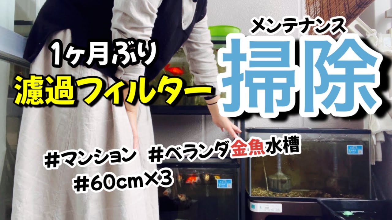 【金魚】ベランダ水槽3つのフィルター掃除をしていくぅ！1ヶ月ぶり