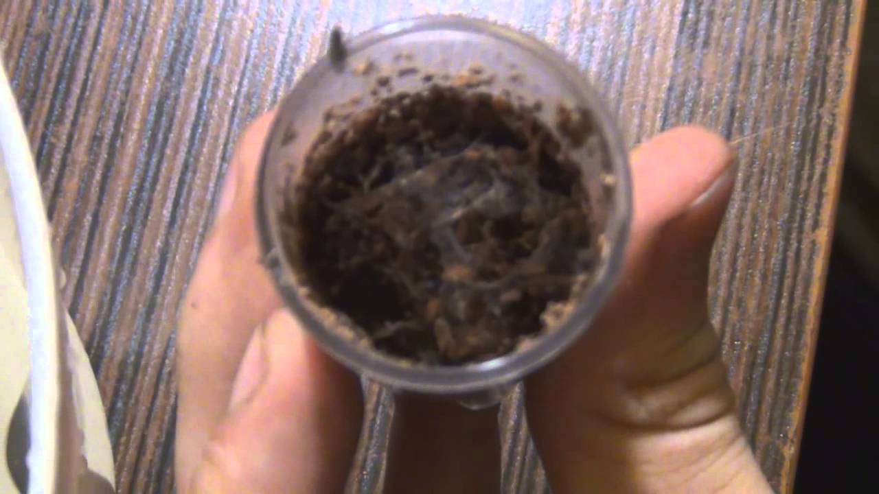 Jak karmić pająki muszkami owoc&oacute;wkami