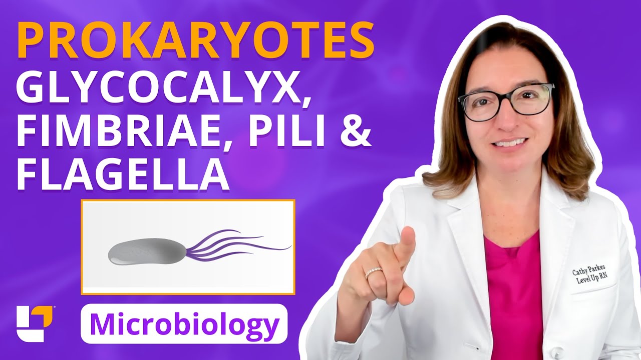 Prokaryotes: Glycocalyx, Fimbriae & Pili, & Flagella - Microbiology for Health Fields | @LevelUpRN
