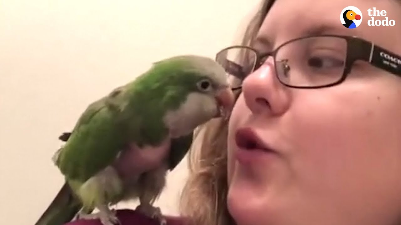 Woman Saves Parrot No One Would Take A Chance On | The Dodo