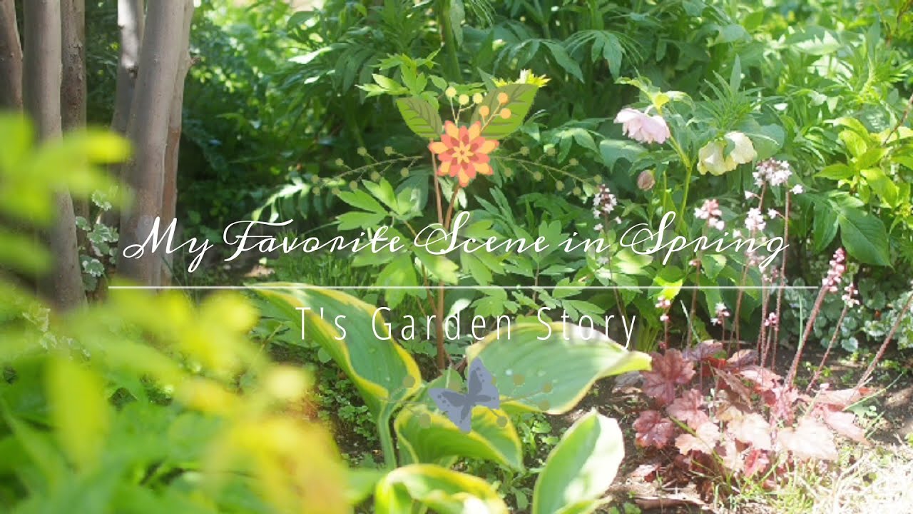 SUB《ときめくシーン満載の春の庭》かわいい青系や白の小花ご紹介《T's Gardenのガーデニング》