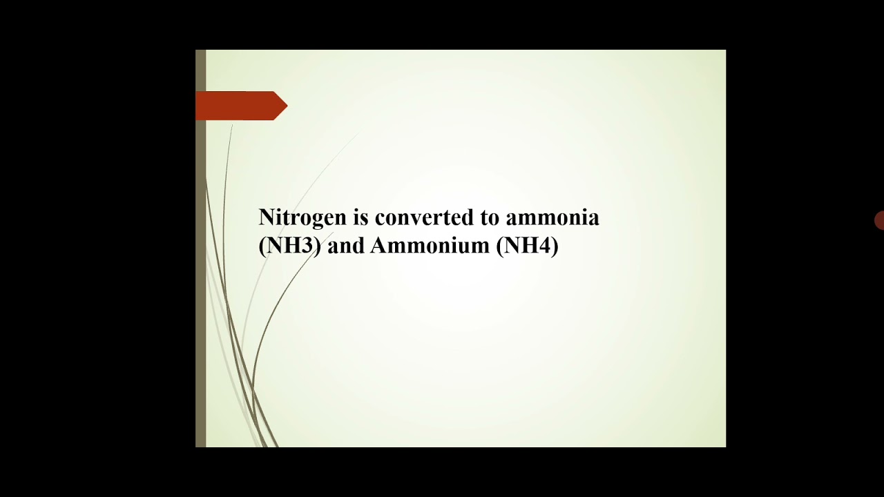 Asst.Prof.P.K.Gakkhad: Nitrogen cycle (SYBSc Microbiology MB222) Lec: 49