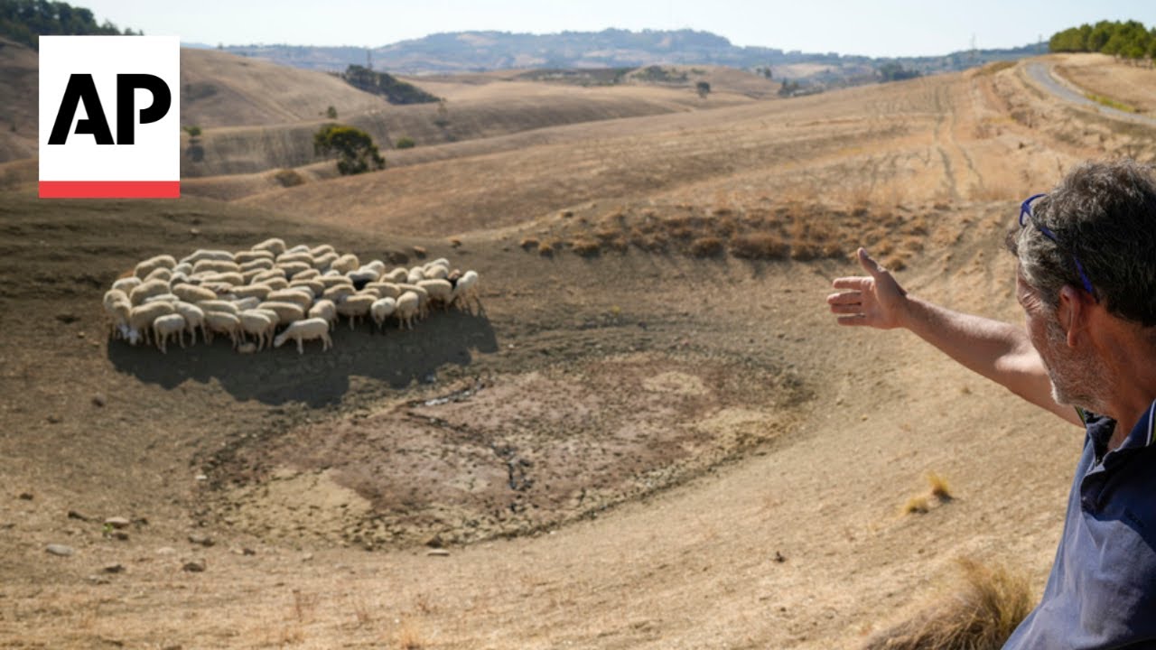 Extended drought parches Sicily, and farmers worry about being forced to sell off animals