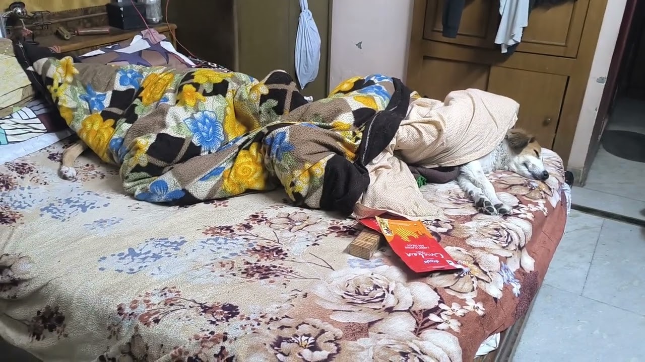 Собаки занимают человеческие кровати там, где родители не хотели видеть собак в доме.