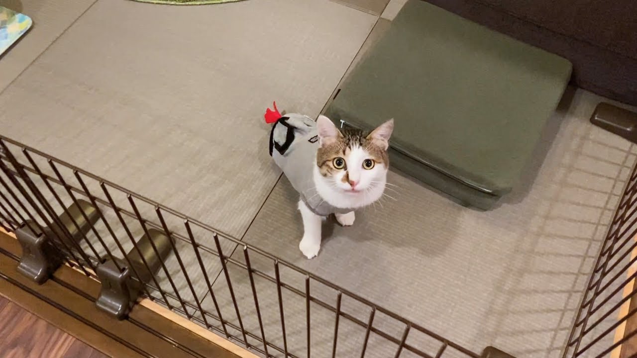 ふたりの間をさえぎる布がとれた！シャーしつつも気になる先住猫【二本足のエースくんトライアル日記】