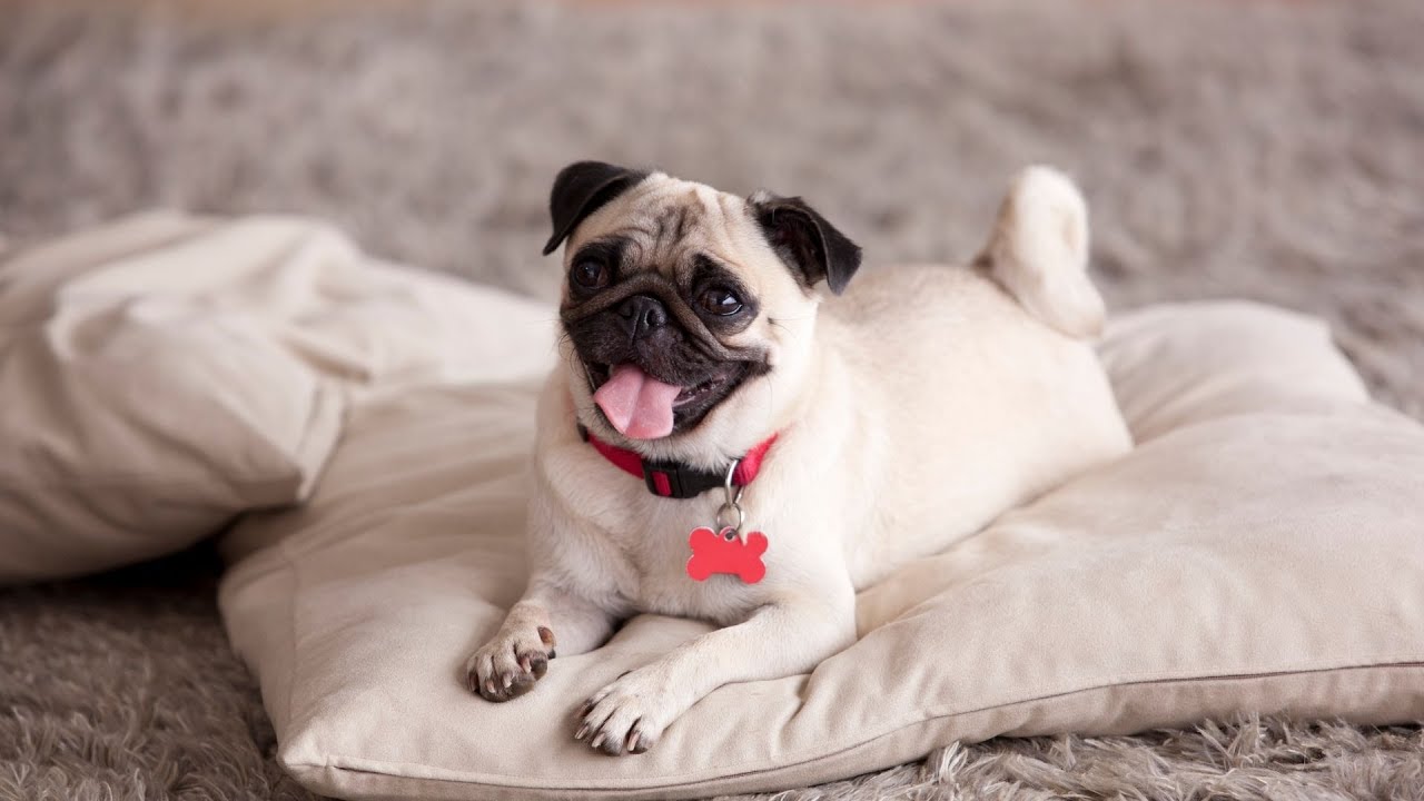 Understanding Your Pug s Tail Language