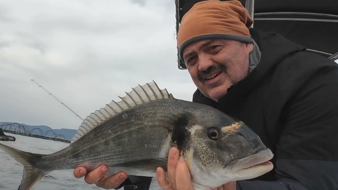 ÇİPURA AVI 2025 . DEV ÇİPURALAR... SEA BREAM HUNTİNG BALIK AVI - FİSH HUNTİNG - BODRUM - GÜVERCİNLİK