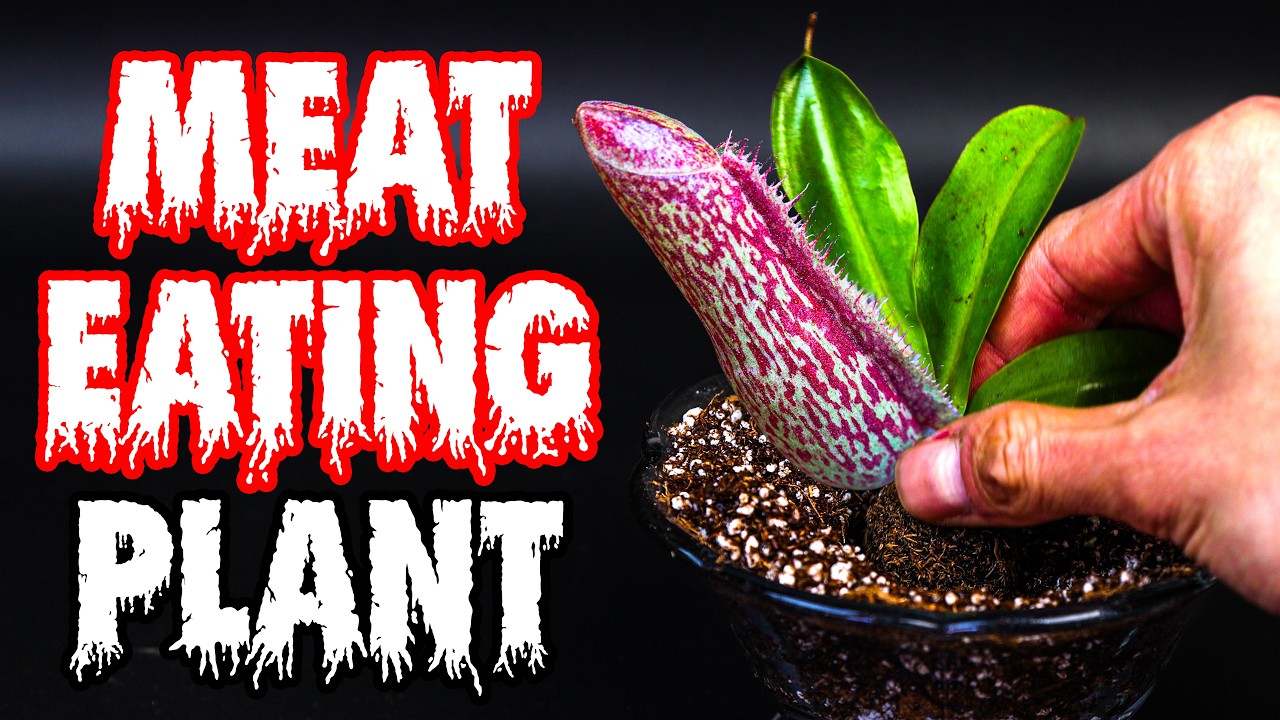 I Planted a Nepenthes Miranda For 176 Days (Time-Lapse)