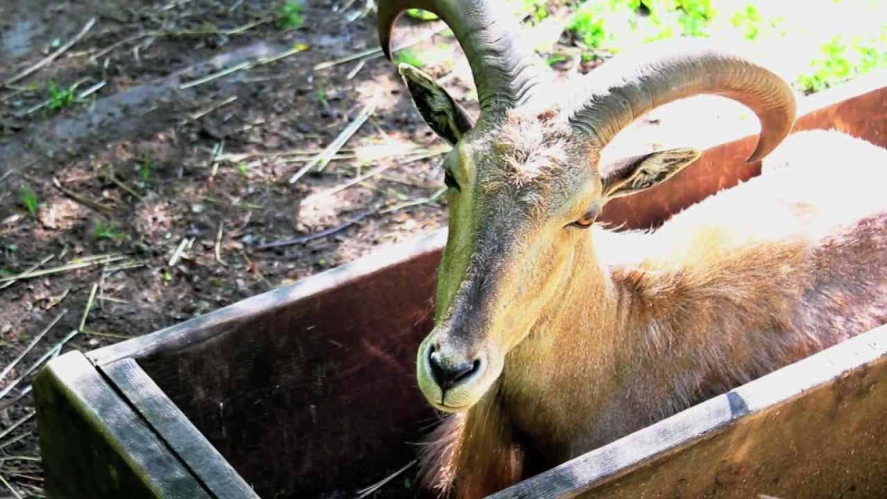 SATAN IN A BOX (weird ass video)