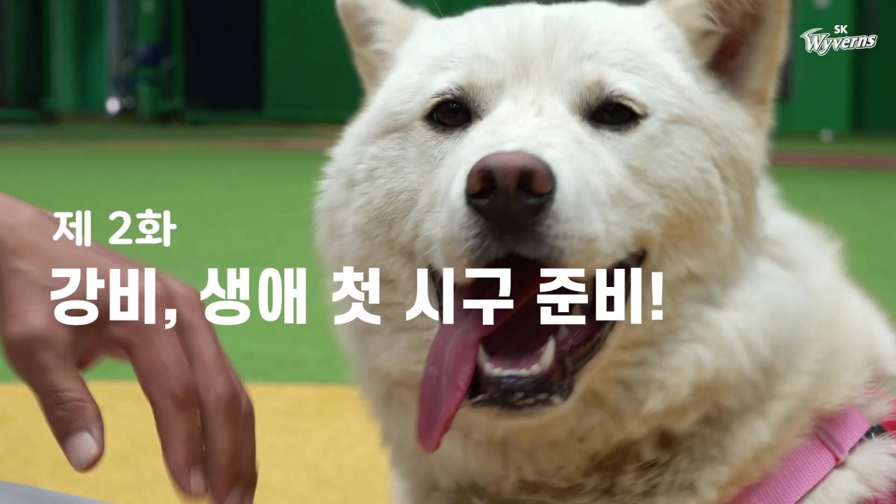 강비가 아빠랑 시구하러 온대요 🐾⚾️ ㅣ 강비의 강화일기 2화
