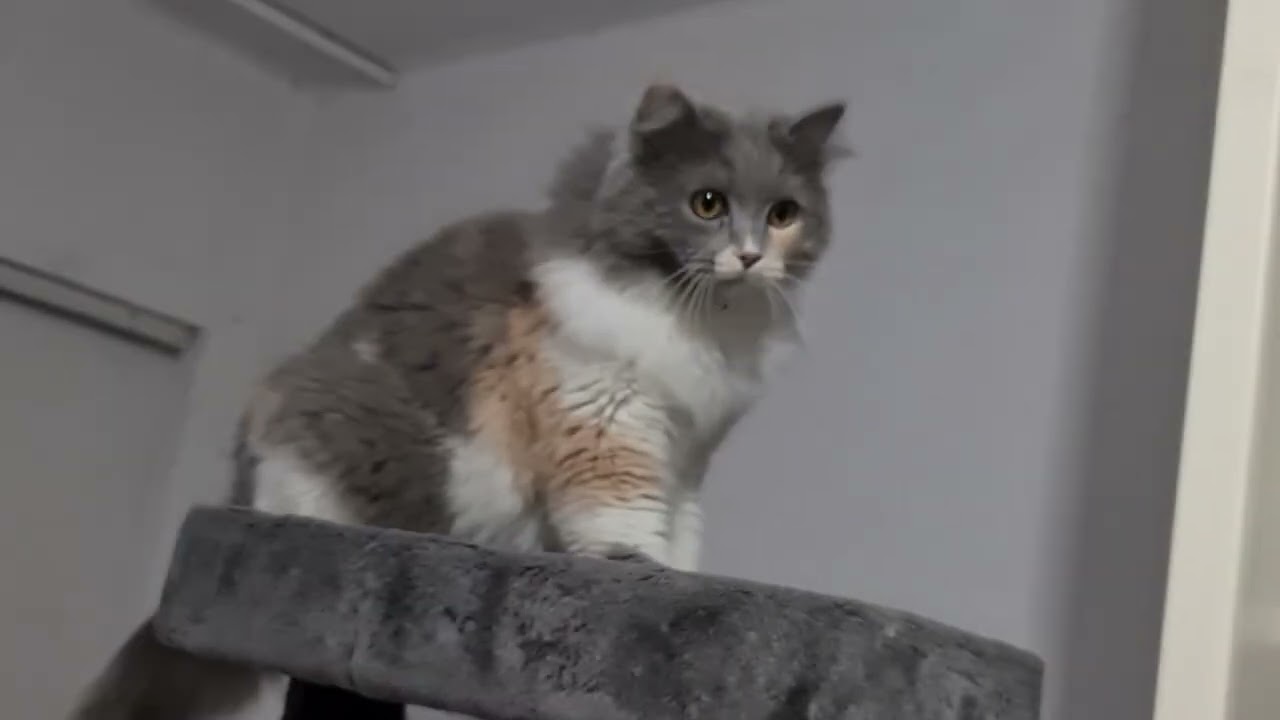 #chat #прикольныекоты 