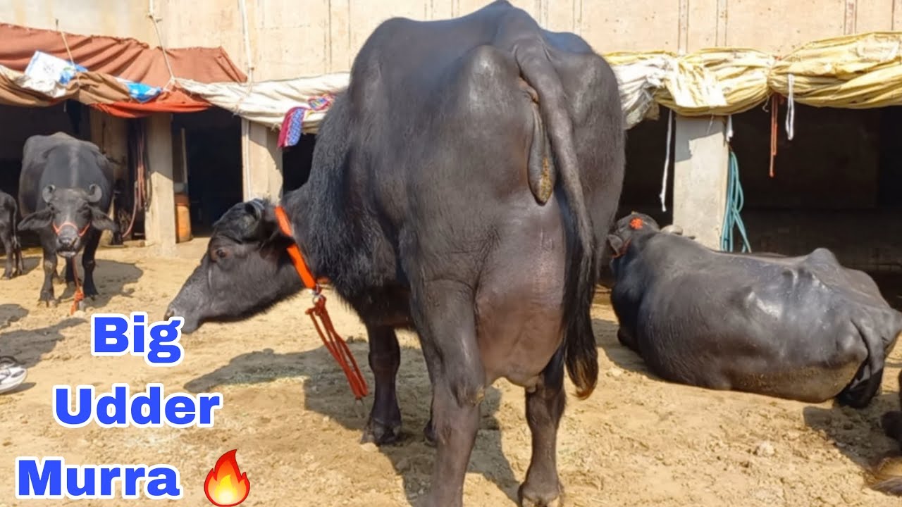 Big Udder Murra 💪 Buffalo For Sale 🔥