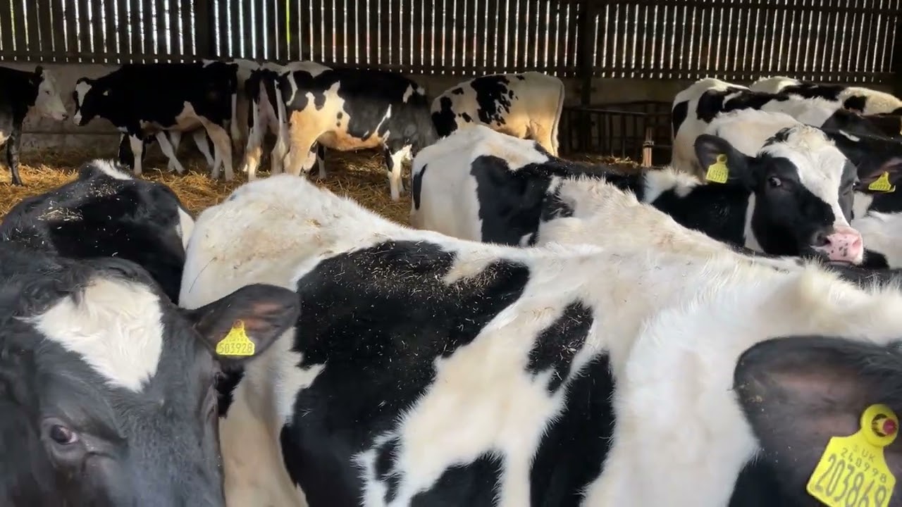 Calving at 24 months of age