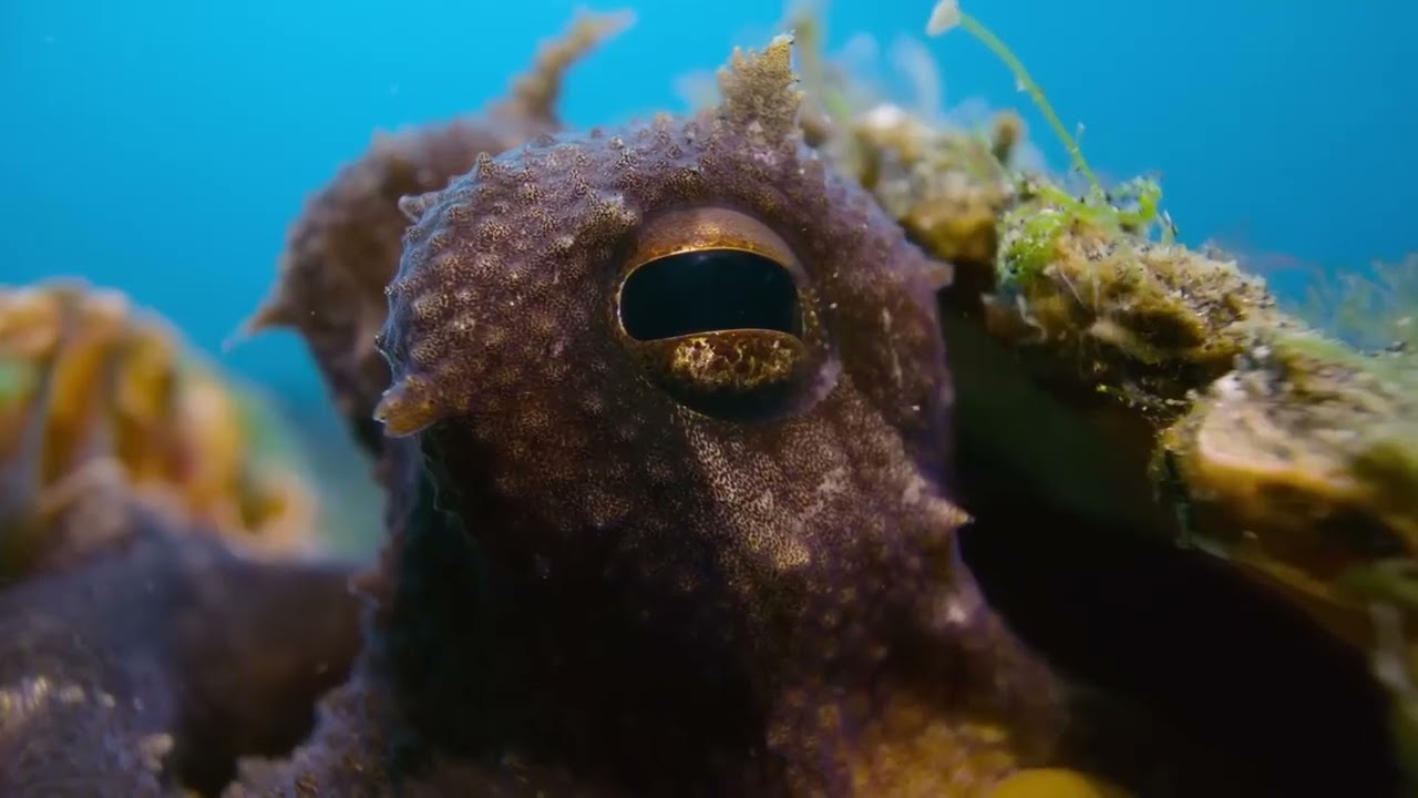Secrets of the Octopus | James Cameron | Narrated by Paul Rudd | OctoNation | New TV Mini Series