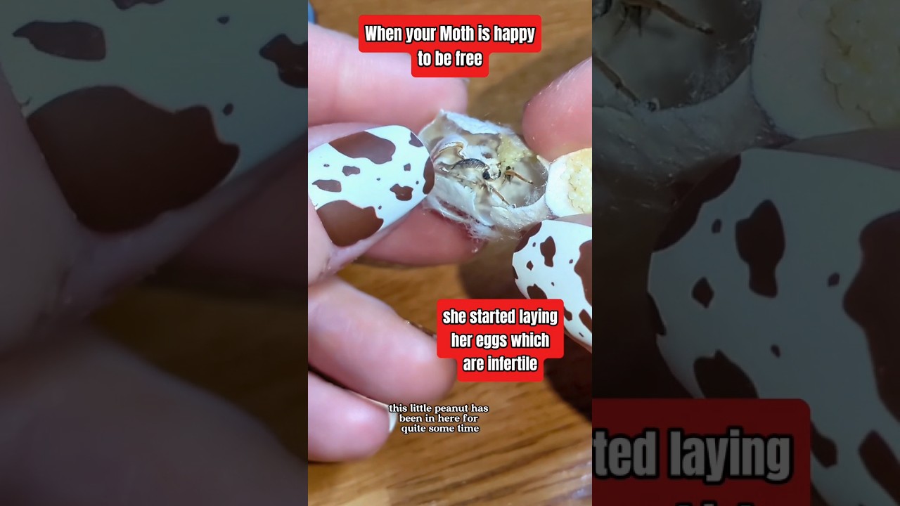 The little leg was stuck inside🥺🥺🥺! #moths #silkmoths #silkmothbreeder