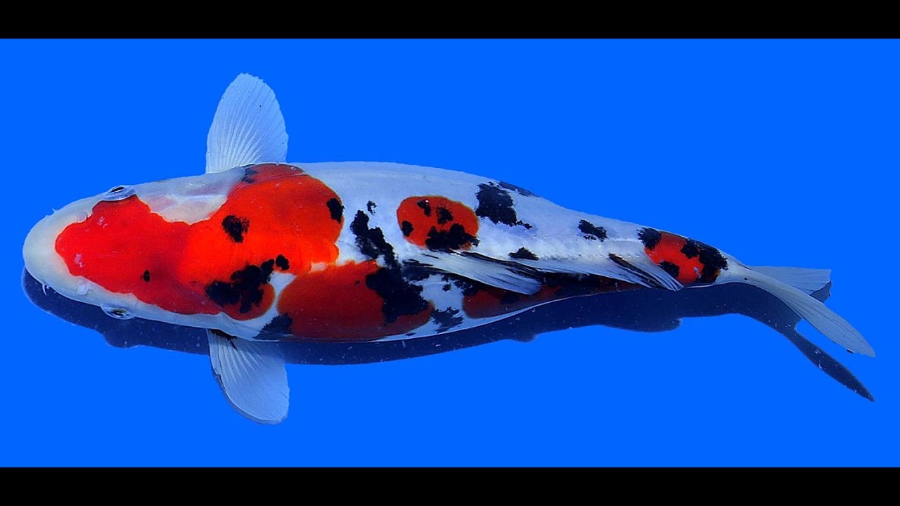 Sanke Aoki 32cm Nisai Female