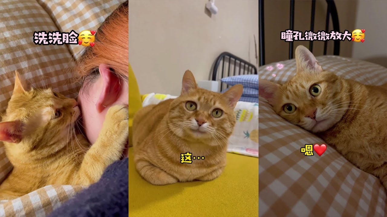 【貓咪叫不苦】要不要舊貓，胖貓，磨人的貓！自帶飯碗！