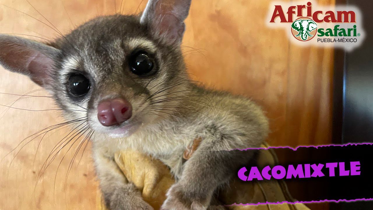 ¡El gato que no es gato! Conociendo al cacomixtle con Frank Carlos Camacho en Africam Safari