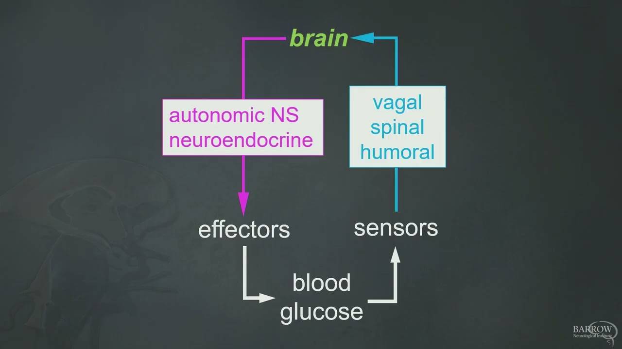 It’s All in Your Head-Central Nervous System Control of Systemic Metabolism
