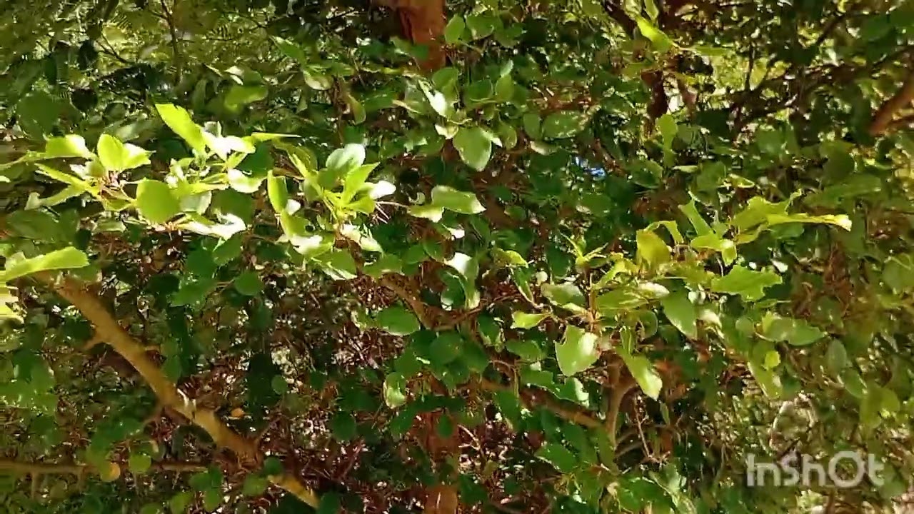 Caminhando na natureza 