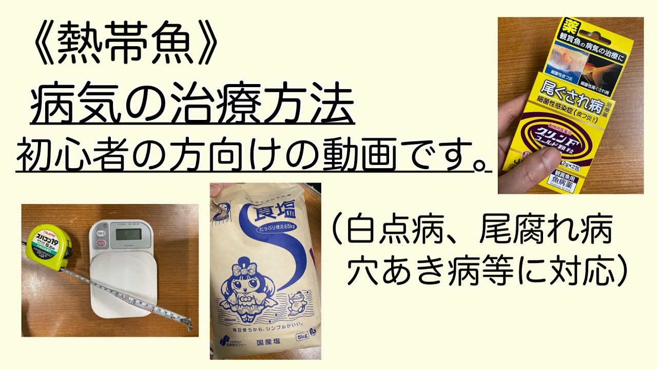 熱帯魚 病気の治療について。