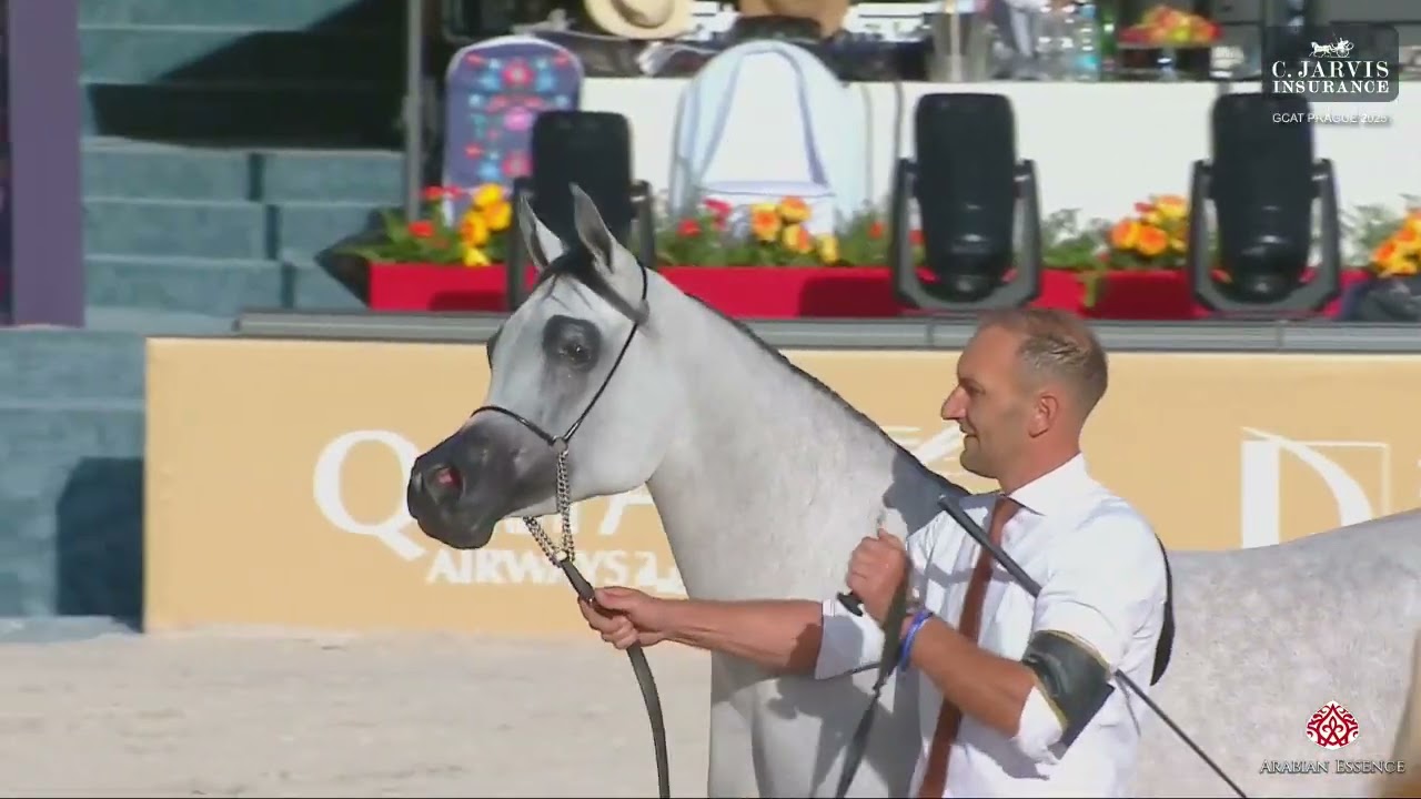 N 53 AJ SAJEEL   GCAT Prague 2025   Junior Fillies Section A Class 2A