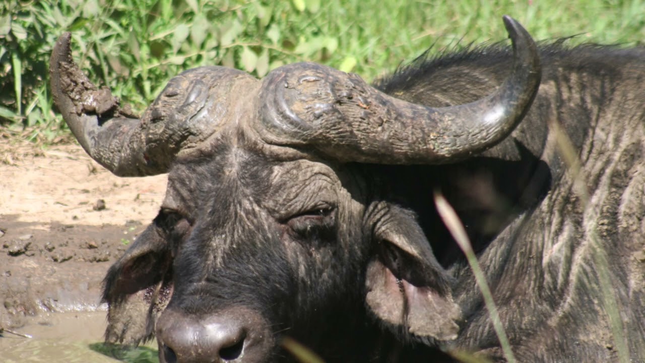 South Africa Safari 2023 - Hluhluwe Rhino Ridge Safari Lodge