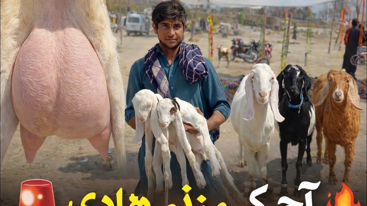 🚨3کلو دودھ والی گبن بکریاں 😲 | دو بچے ساتھ | آج کی منڈی ہلا دی🥛دودھ دینے والی گبن بکری 🐐