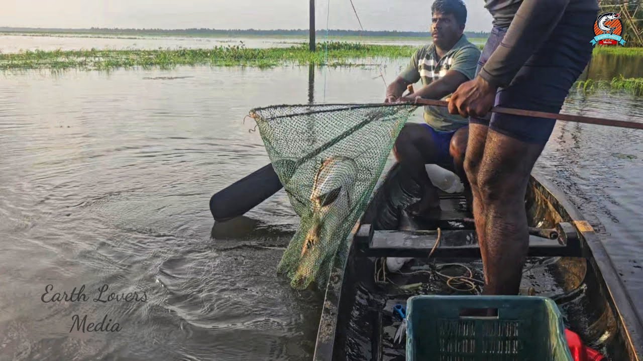 ഇന്നലെ വാള പൊട്ടി പോയെങ്കിൽ ഇന്ന് അതിലും വലുത് 5 എണ്ണം പിടിച്ചു പ്രതികാരം വീട്ടി