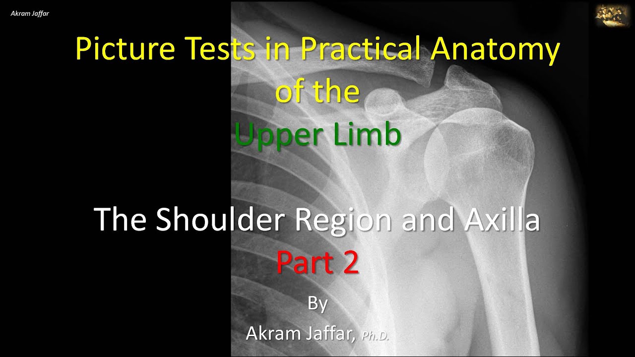 Picture tests in upper limb anatomy shoulder region and axilla 2