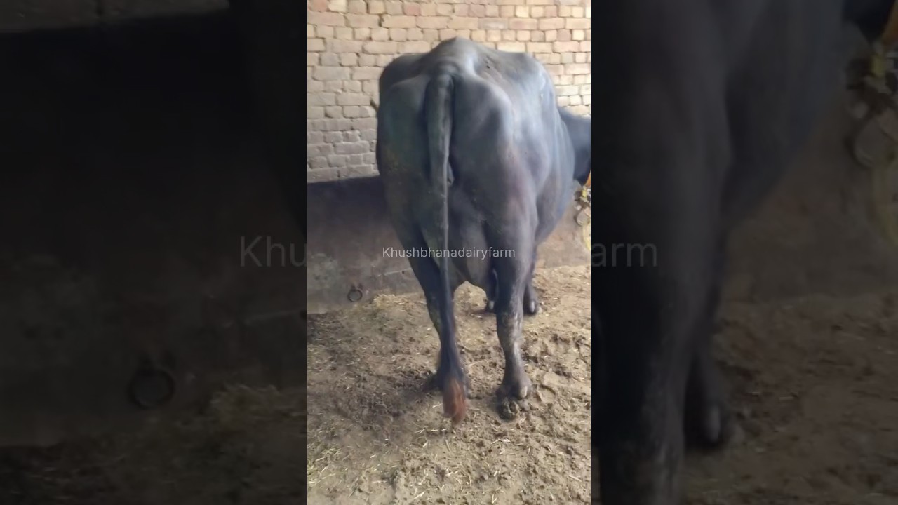 biggest udder buffalo #biggest #udder #milking #cattlefarm