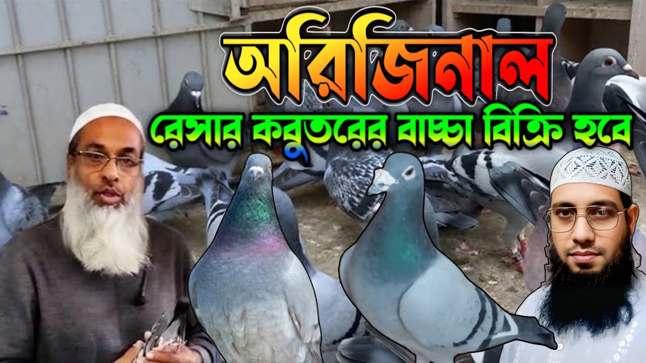 রেসার কবুতরের বাচ্চা বিক্রি হবে। resar kabutar। racer kabootar| রেসার কবুতর বিক্রি হবে। রেসার কবুতর।