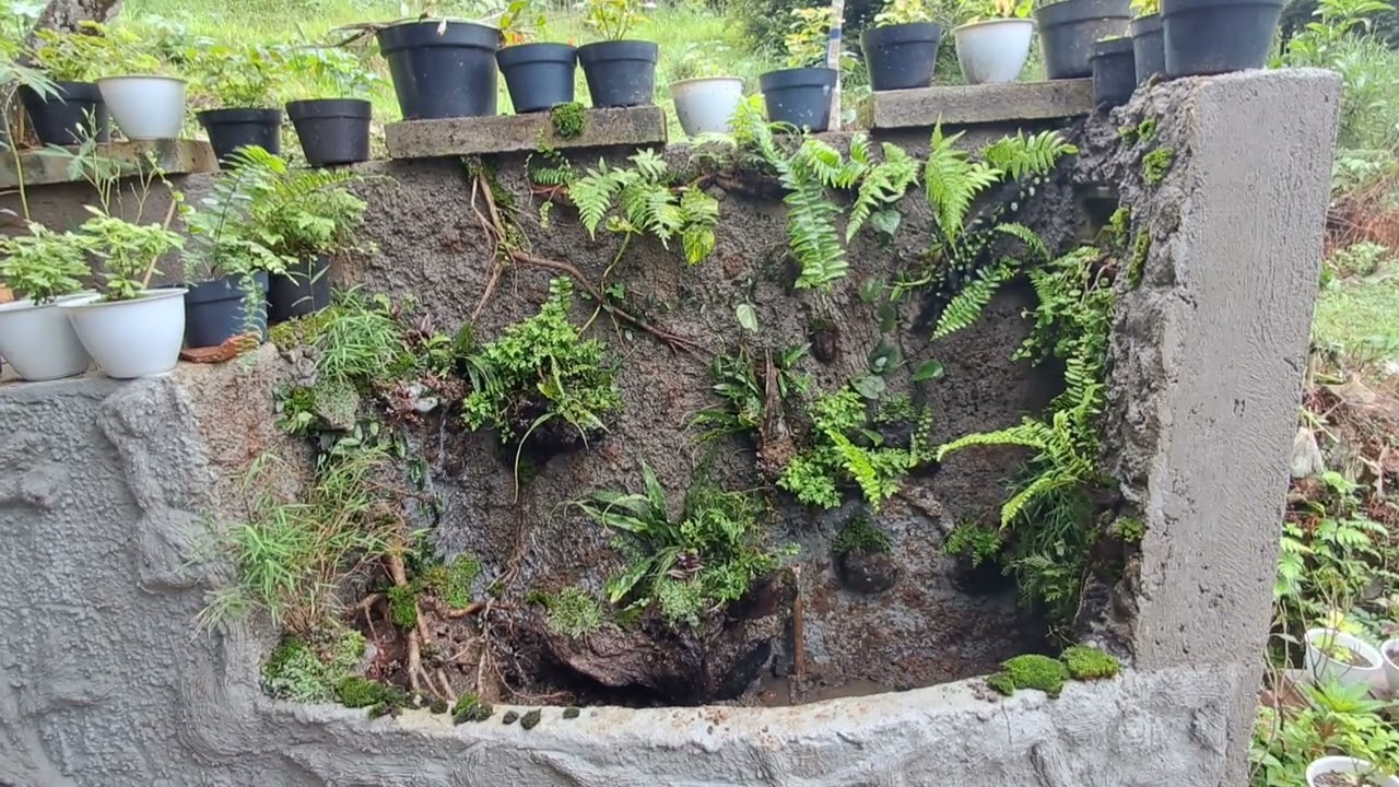 Pembuatan kolam paludarium
