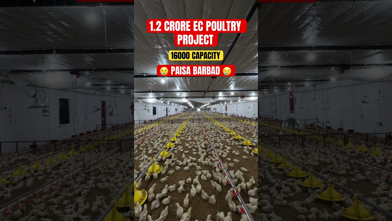 Paisa बर्बाद 1.2 Crore EC Poultry Farm 16000 Capacity #agriculture #construction #poultryfarming