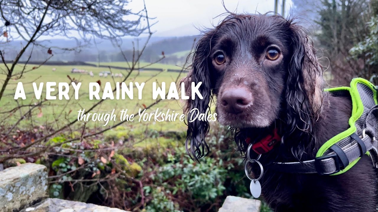 Rainy Walk with ASMR | Yorkshire Dales | English Countryside | Yorkshire Walking Girl