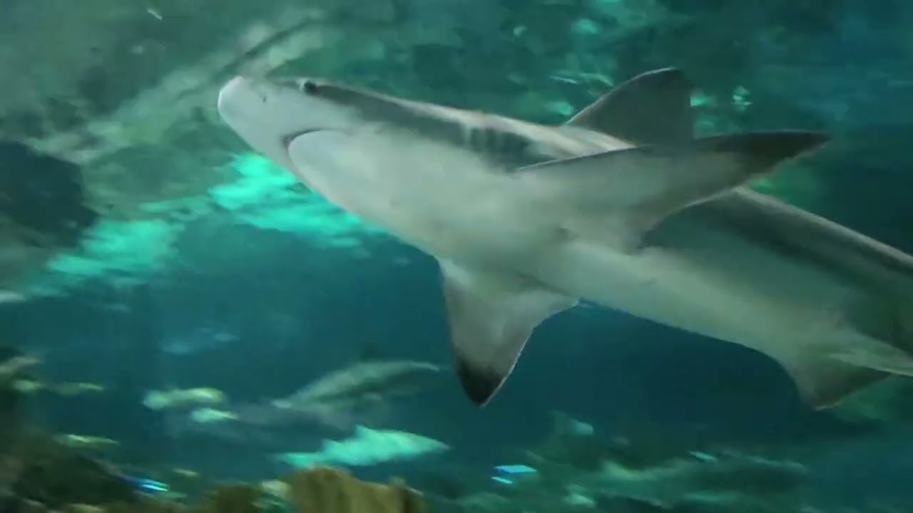 POV Adventure at Ripley's Aquarium: Up Close with Sharks, Rays & Exotic Wonders in Gatlinburg!