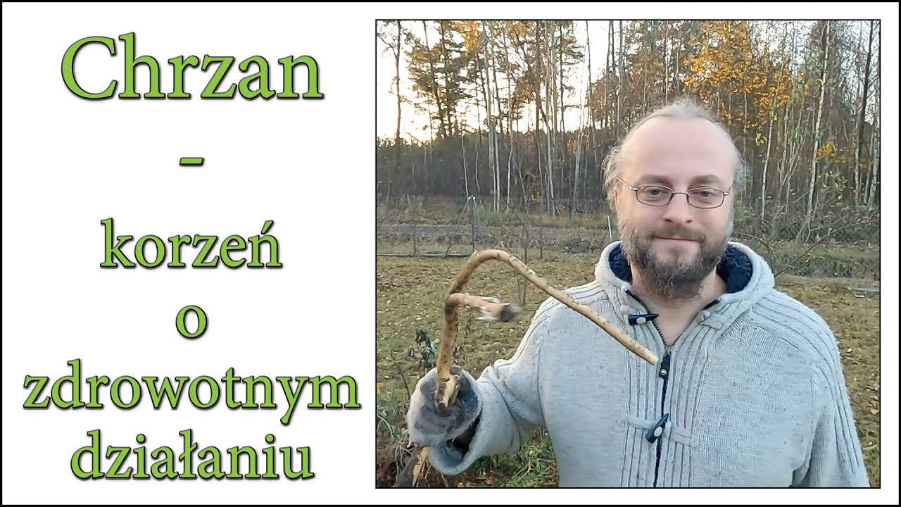 Chrzan - korzeń o zdrowotnym działaniu - Harde Kopyto 14