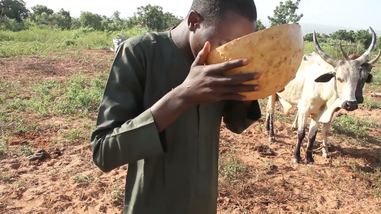 African  Cow Milk Extraction and Yogurt Making