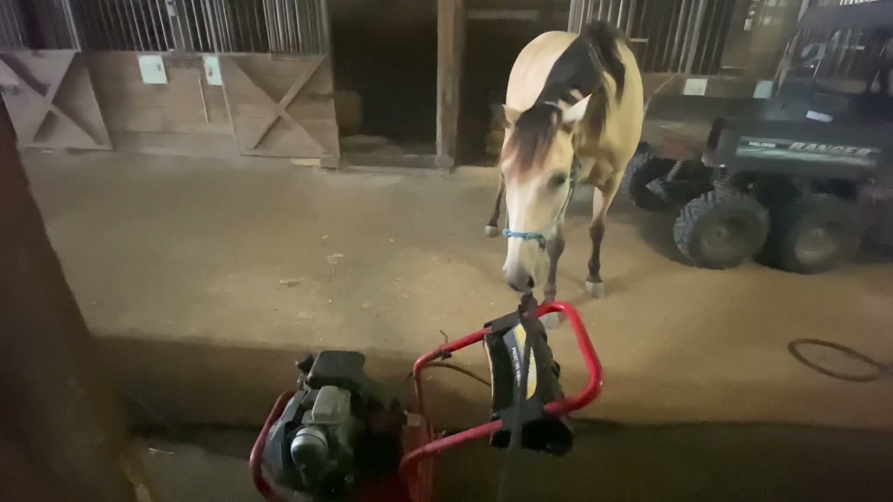 Slim and the power washer. Buckskin Mtn horse gelding.