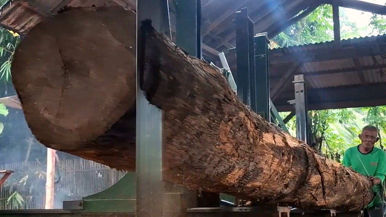 The process of converting a teak tree into a tree worth hundreds of dollars 