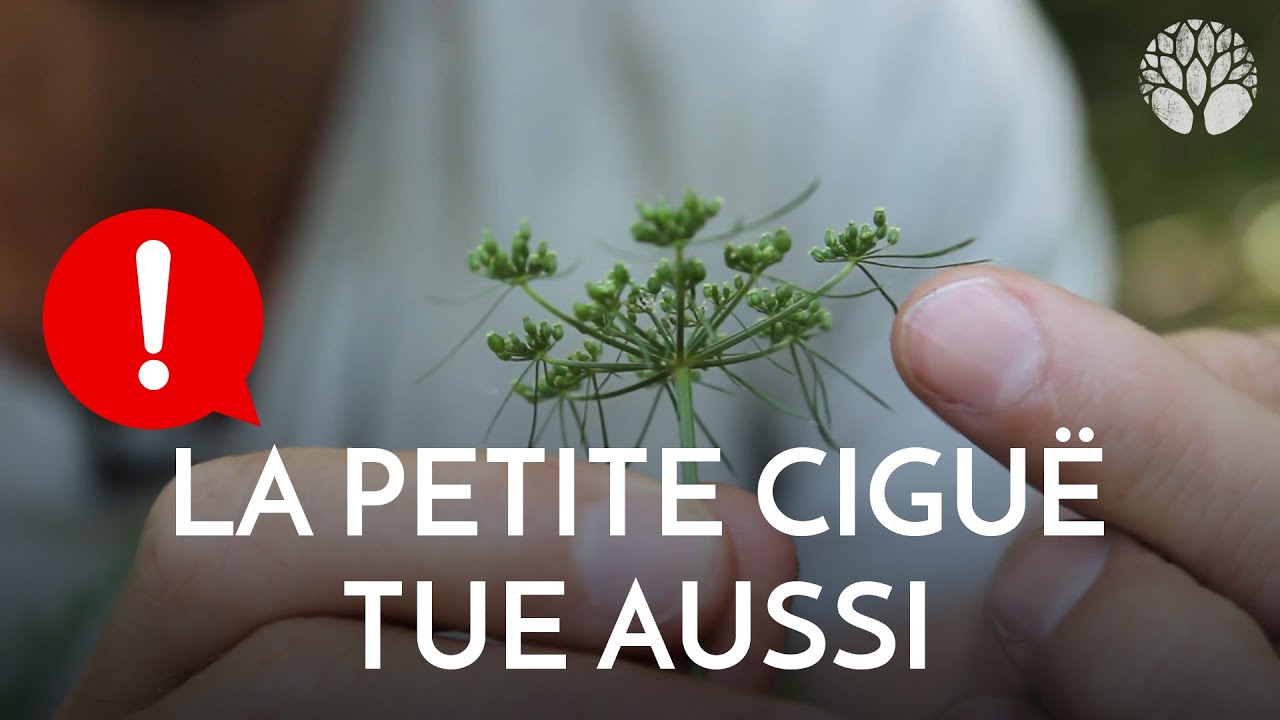 Pas touche à la petite ciguë : elle tue aussi !