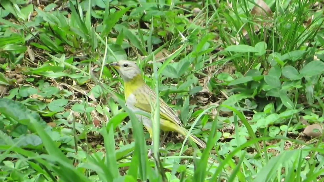 canario de monte entre pasto y hierva // birds nature