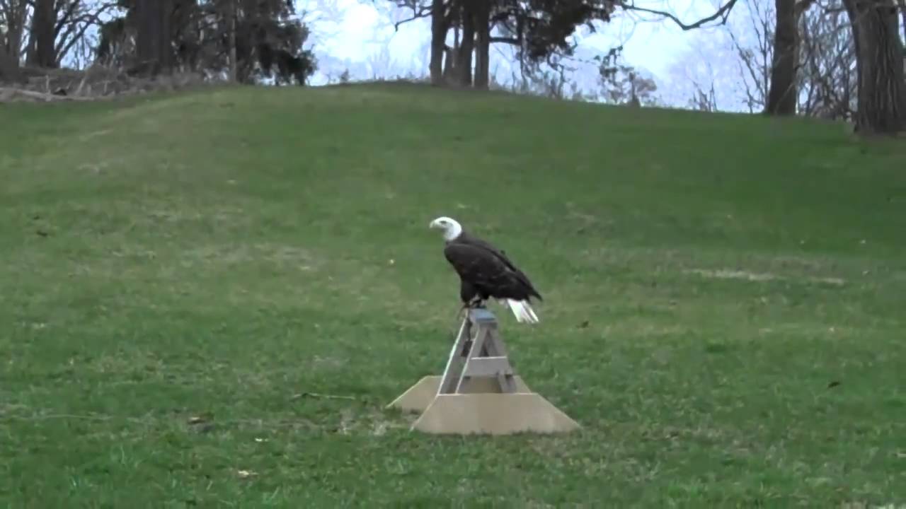 Bald Eagle Flight Training