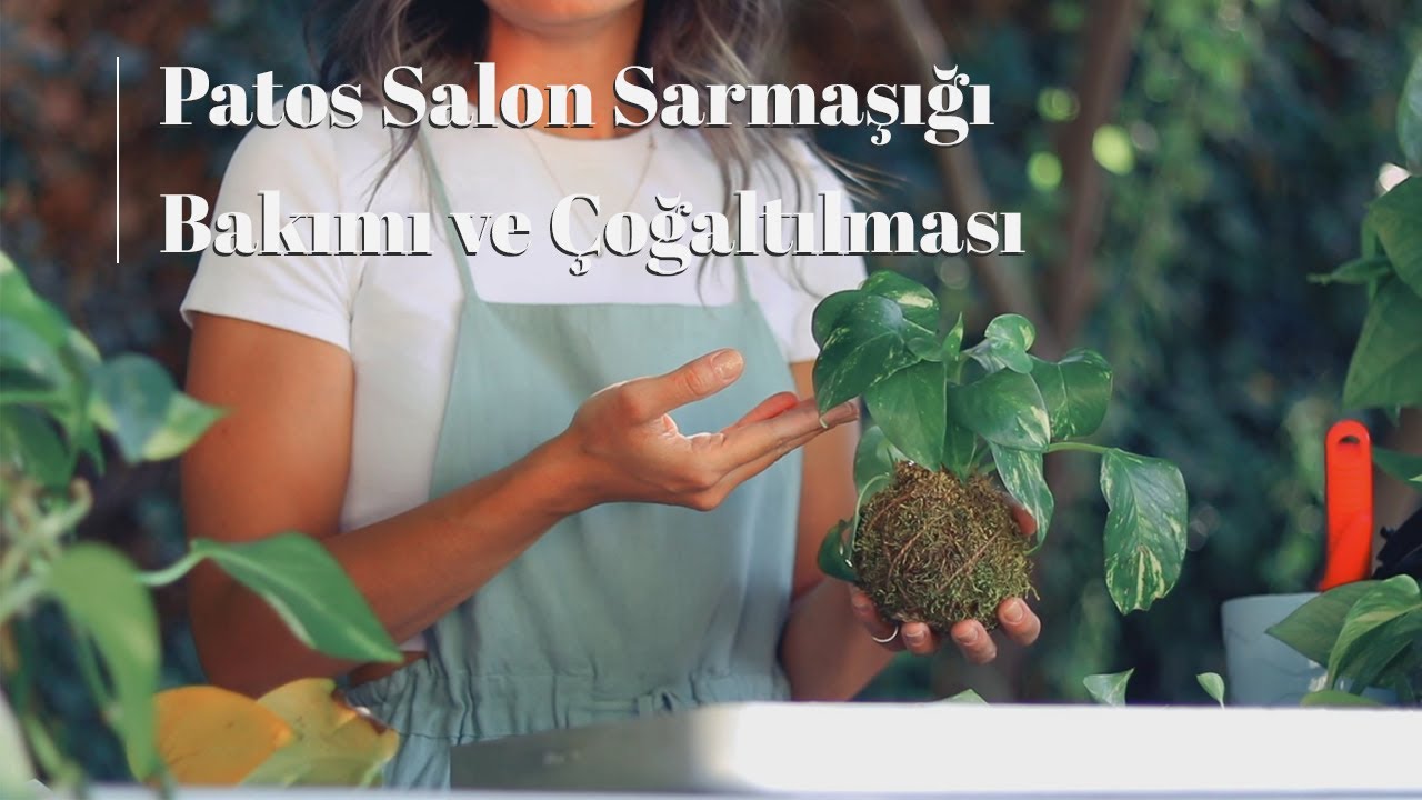Patos Salon Sarmaşığı Bakımı ve Çoğaltılması